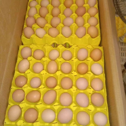 饶阳县粉蛋 粉壳小码净重35—39斤红心，黄心，新鲜干净