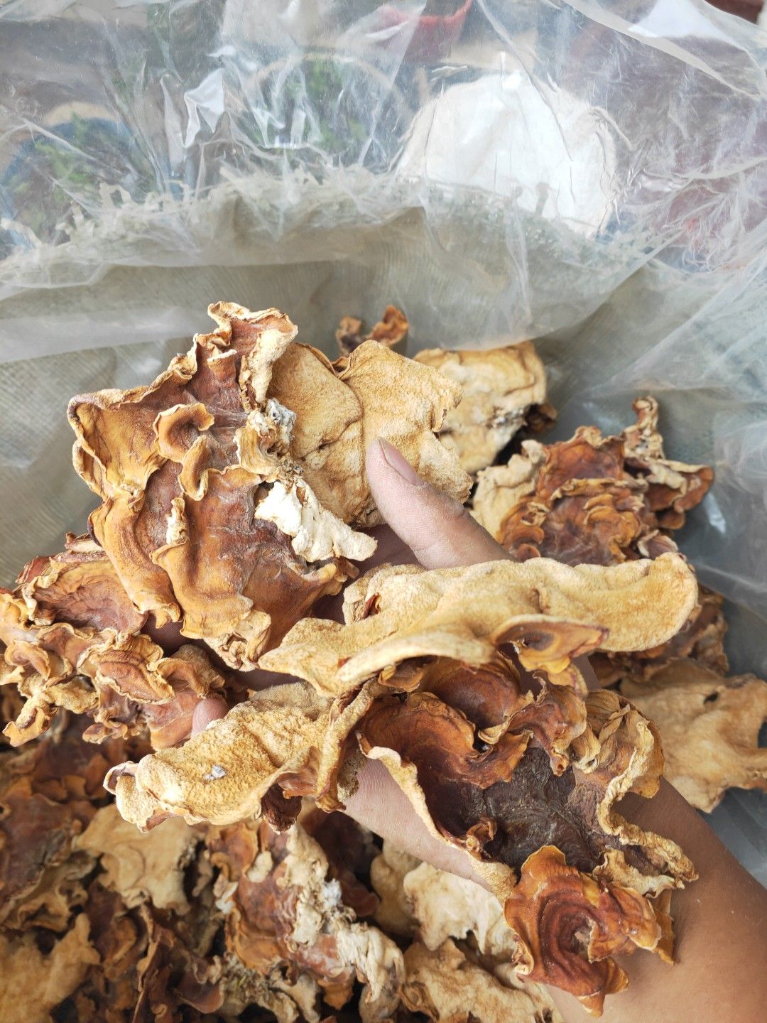 食用菌干货榆耳灵芝菇产地批发直销
