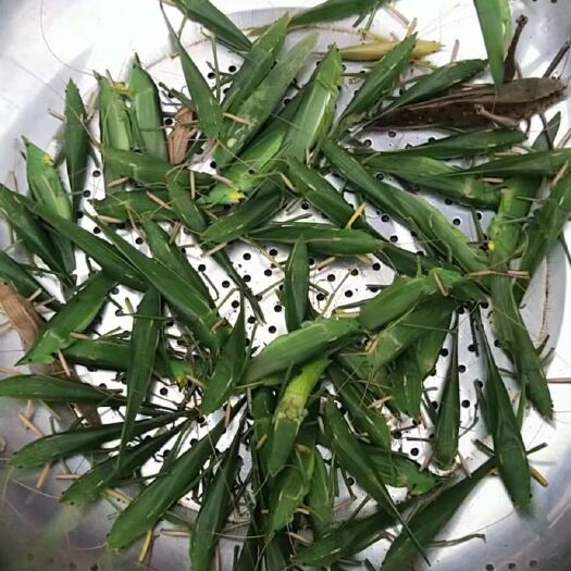 金平县中华剑角蝗  绿色 在竹子里面的 可食用