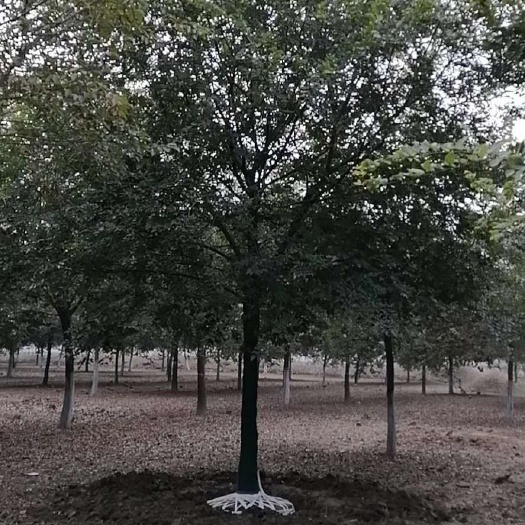 全椒县丛生朴树  朴树，精品朴树，南京朴树大型基地