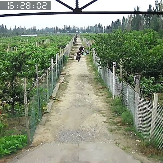 永宁县玫瑰王葡萄苗  玫瑰香树