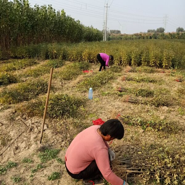 秋月梨树苗  诚信家庭农场常年批发 桃树 苗梨树苗 。花椒苗