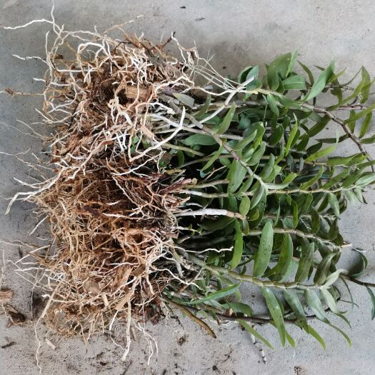 芒市地租到期。铁皮石斛大苗，基地直销，价格实惠。货源稳定。
