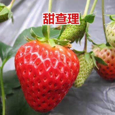 平邑县奶油草莓苗基地现挖现发保证真苗当年结果量大价优 死苗包售后