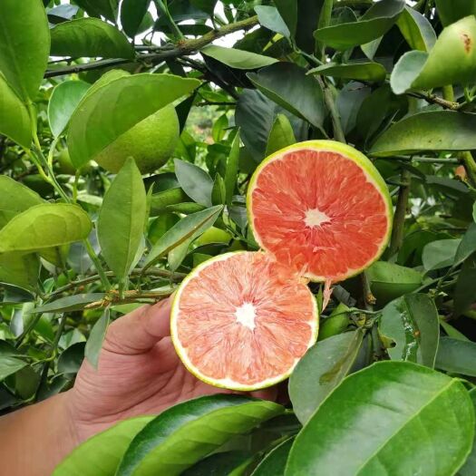 血橙苗 苗圃基地 包邮 直销 血橙 嫁接柑橘苗 橙子果树苗
