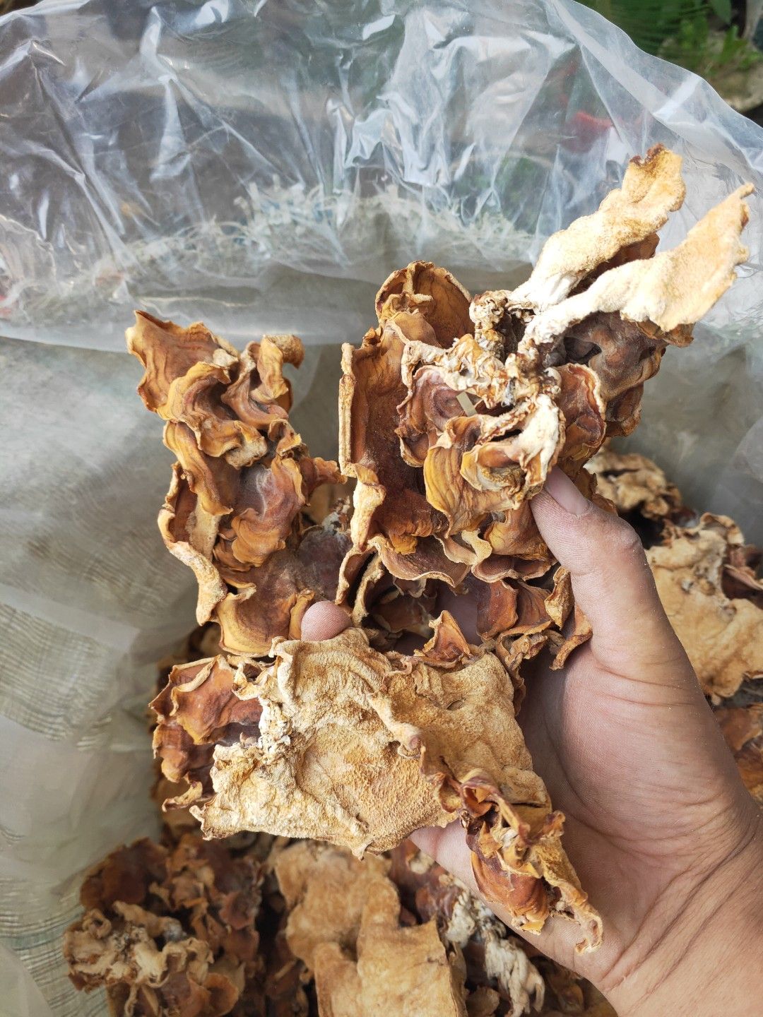 食用菌干货榆耳灵芝菇产地批发直销