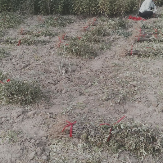 西华县大红袍花椒苗 基地直接批发。梨树苗。桃树苗。柿子苗。苹果苗。