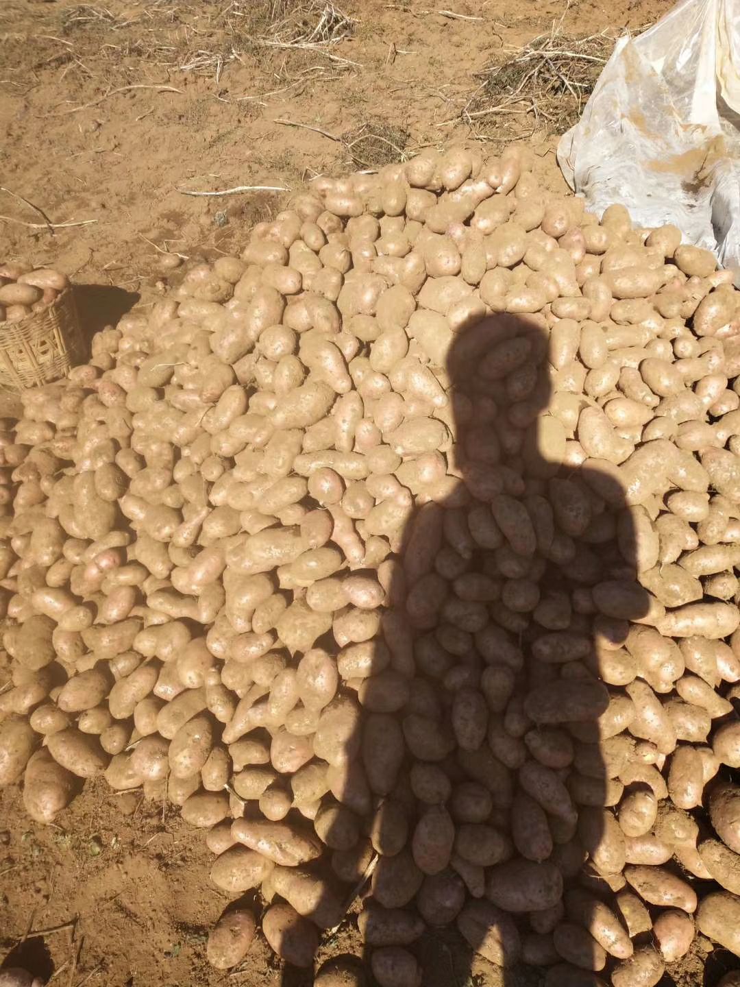 [土豆种批发]土豆种 一级种薯价格08元/斤 
