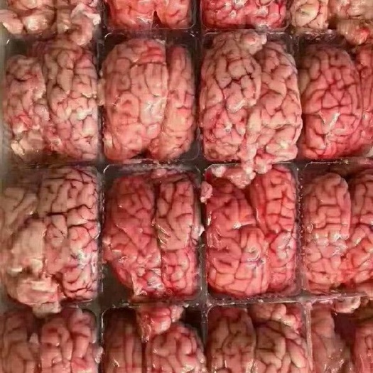 阳信县羊脑 