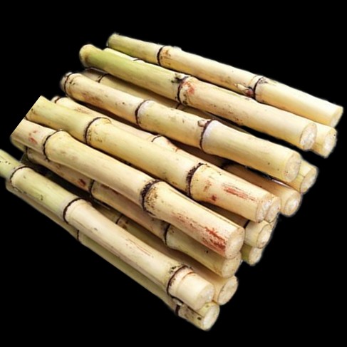 木格白玉蔗玻璃脆甘蔗非黑皮黄皮青皮甘蔗广西可以手撕的甘蔗