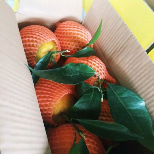 奉节奉节脐橙纽荷尔  实力供应链