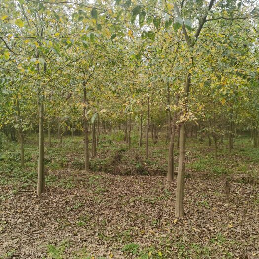 京山市 10-12公分朴树大量供应。大量苗圃货，有需要的老板可以联系