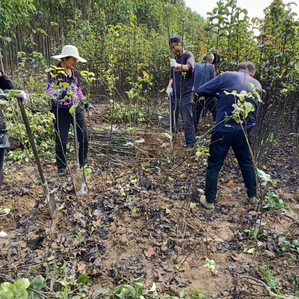 秋月梨树苗  诚信家庭农场常年批发 桃树 苗梨树苗 。花椒苗