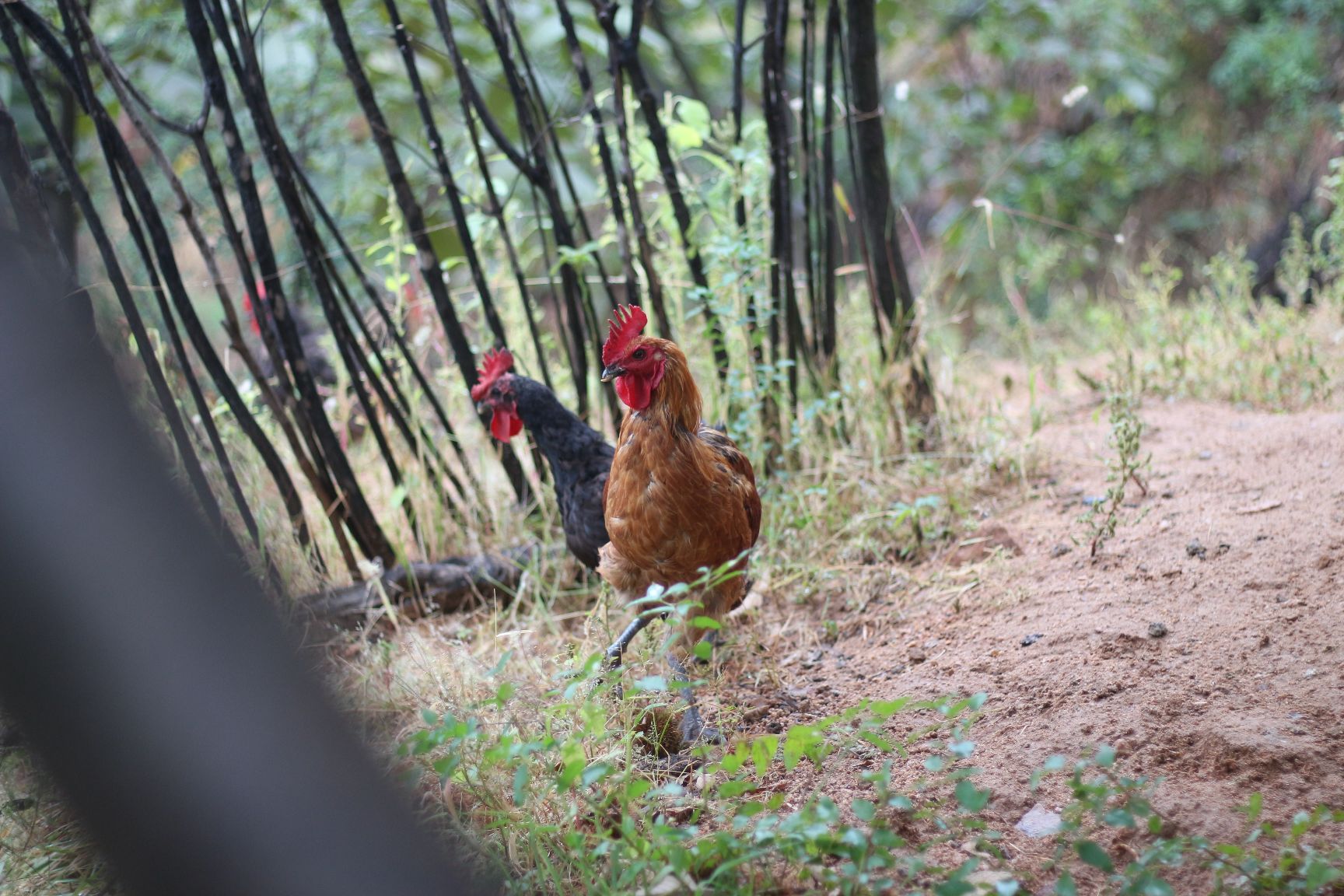  沂蒙山小草鸡 农家散养小笨鸡 山地月子鸡