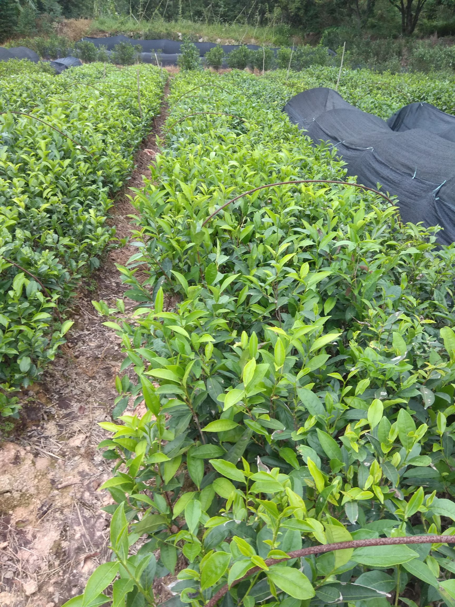 凤凰单丛茶苗  凤凰单枞茶苗(白叶、乌叶、鸭屎等各品种