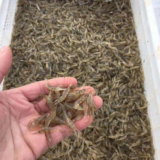 潜江市白米虾