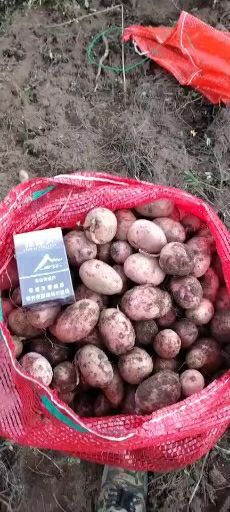 剑川县土豆种 一级种薯
