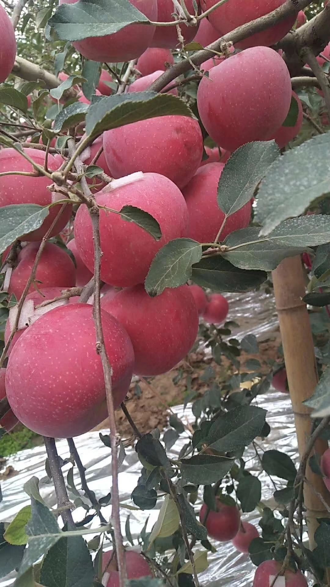 红富士苹果，量大需要的老板联系，沂蒙山苹果，万亩果园，