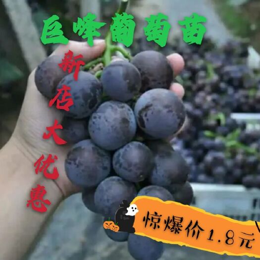 平邑县葡萄苗 巨峰葡萄苗 新店大优惠包品种  存活率高 基地直邮