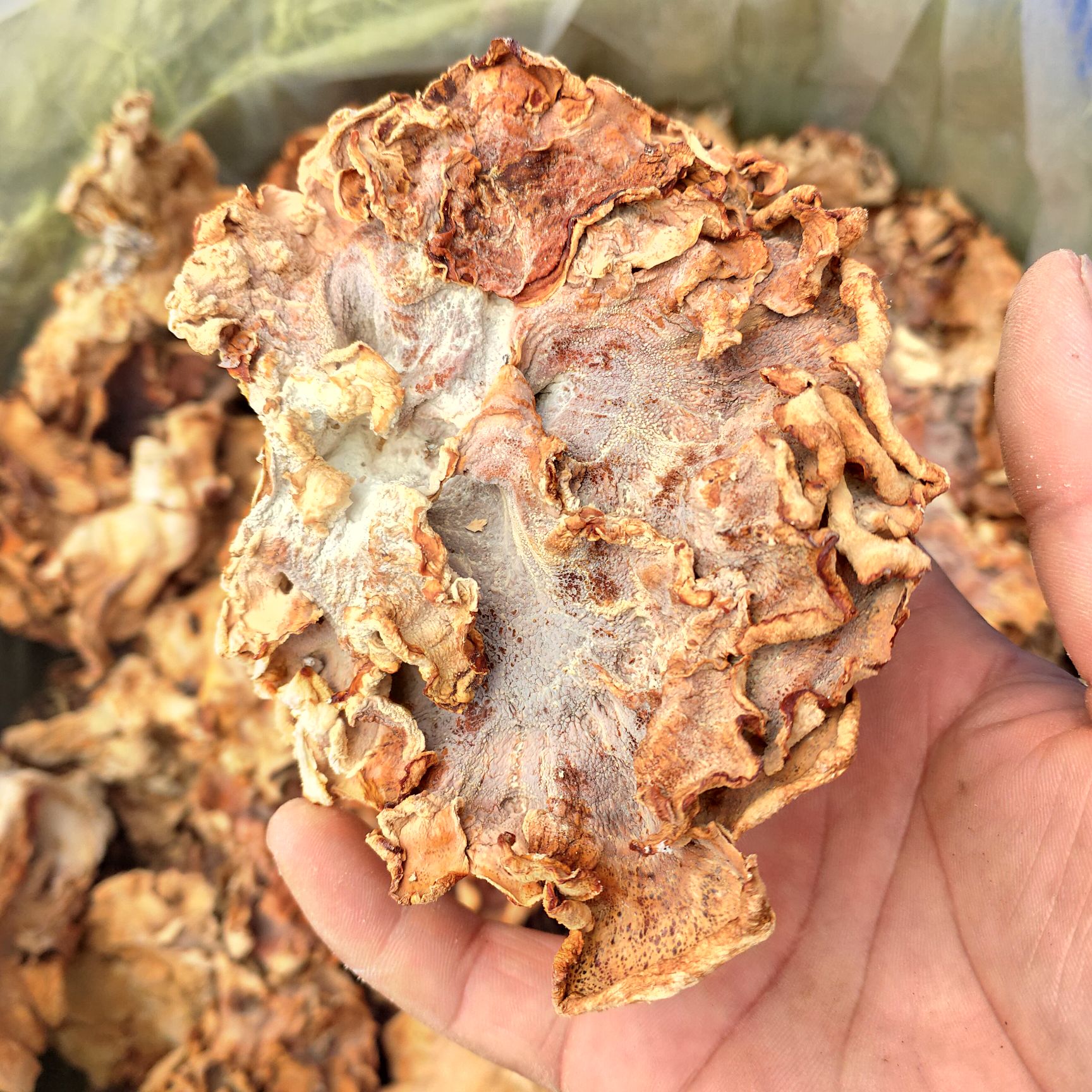 食用菌干货榆耳灵芝菇产地批发直销