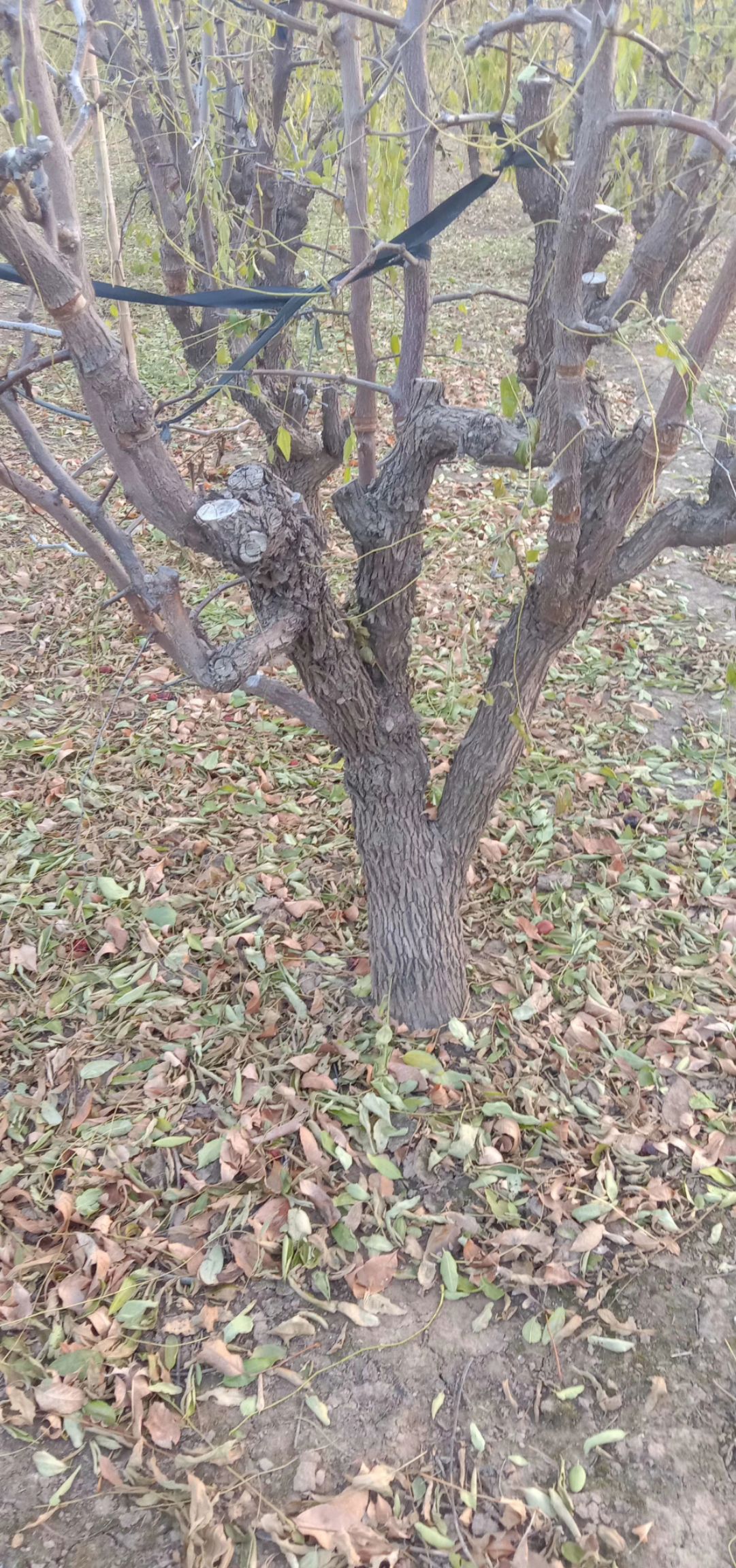 冬枣树苗 冬枣树