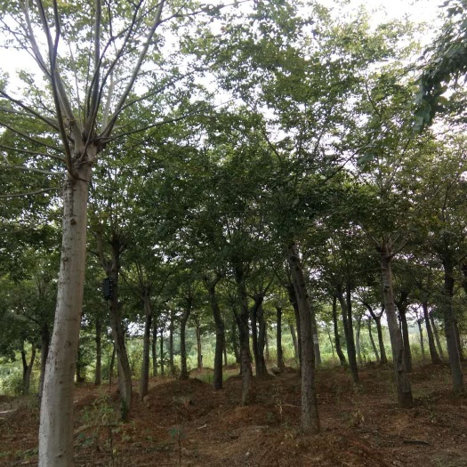 九江小叶朴  移植朴树