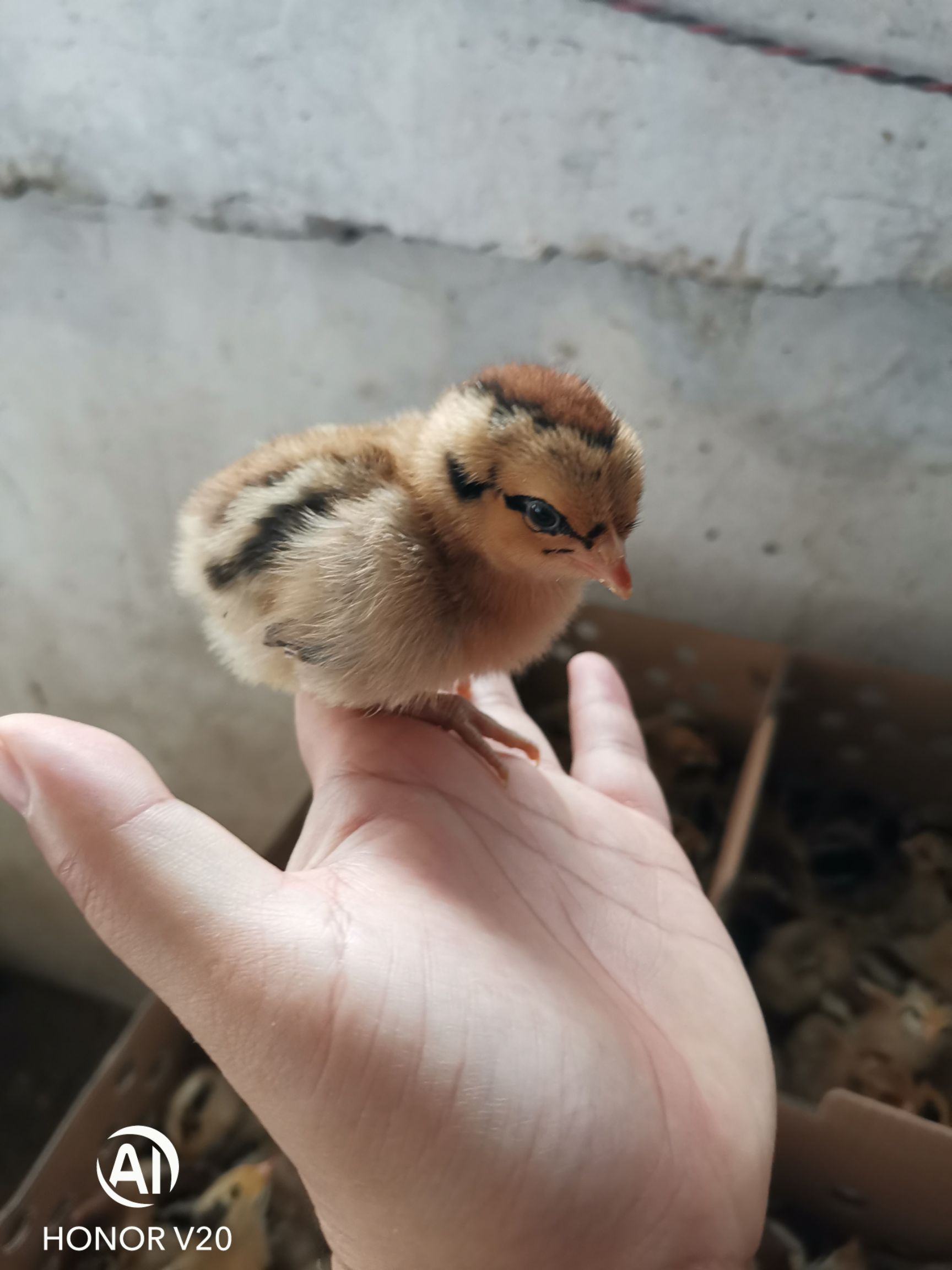 黄麻羽绿壳蛋鸡苗