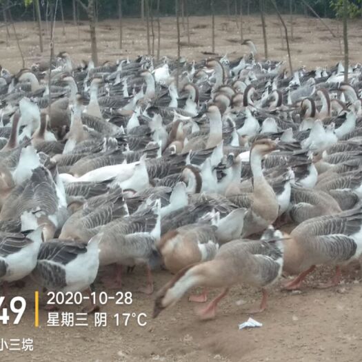 安乡县肉鹅 6-8斤 统货 半圈养半散养 