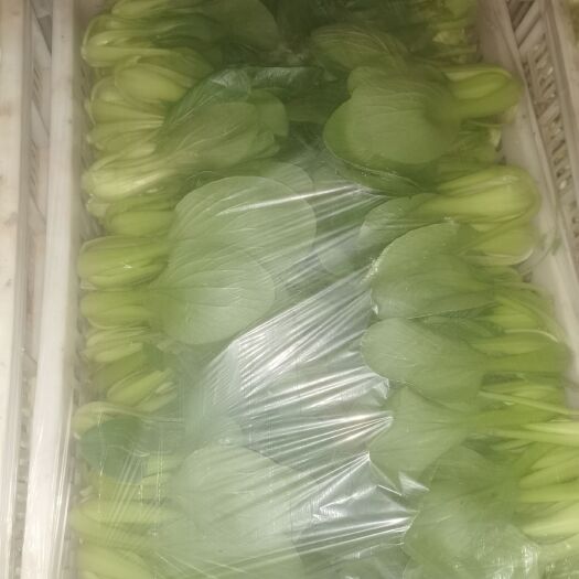 南通小青菜 8 ~10cm 