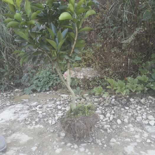 秀山纽荷尔脐橙苗 纽荷儿脐橙苗，带土球 1.5以上