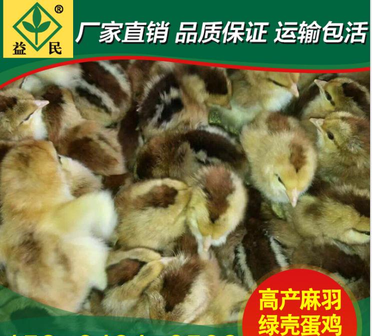 黄麻羽绿壳蛋鸡苗