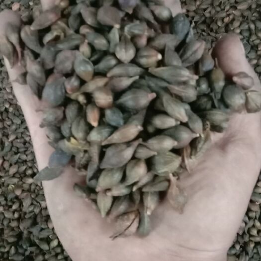 潼关县 无炳精品青翘   统货青翘