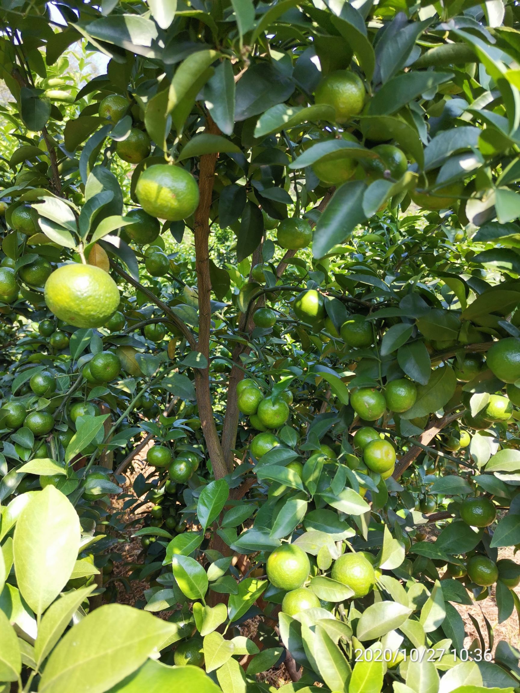 广西玉林市产地沙糖桔12月初上市，量大，价优，货靓