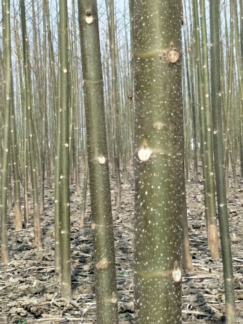 泡桐种子 自种优质泡桐苗！米经3至6公分！精心种植，诚信经营！