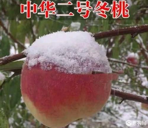 泰安 冬桃苗  嫁接晚熟品种  个大脆甜