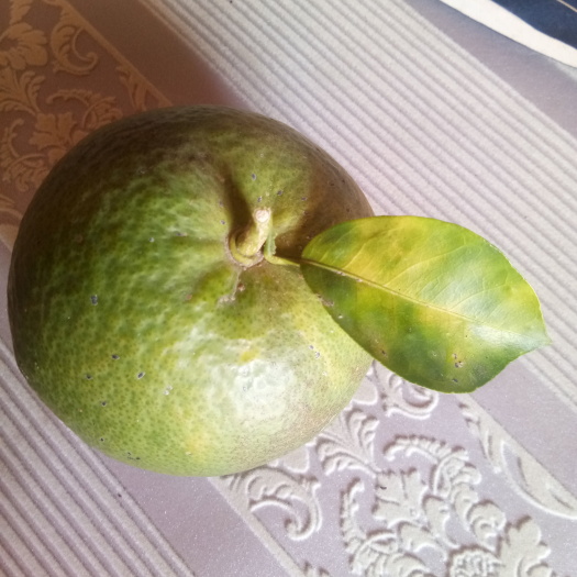 仙游县皇帝柑  古树天然茶枝柑