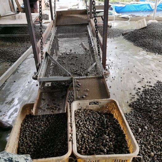 沙洋县 各种规格石螺常年供货，保证品质，包物流