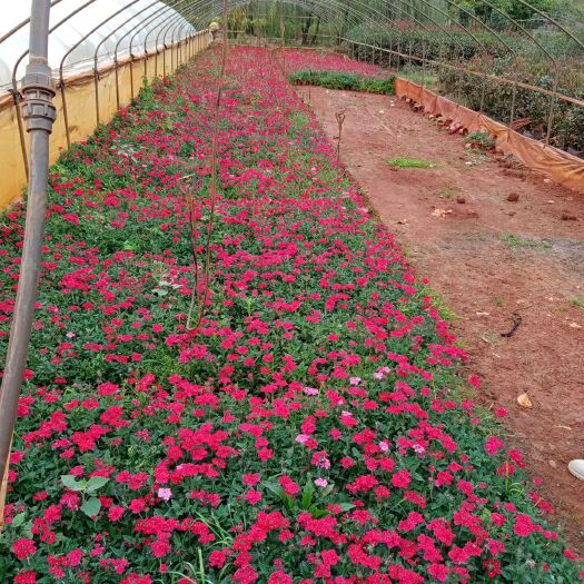 宜良县细叶美女樱 美女樱