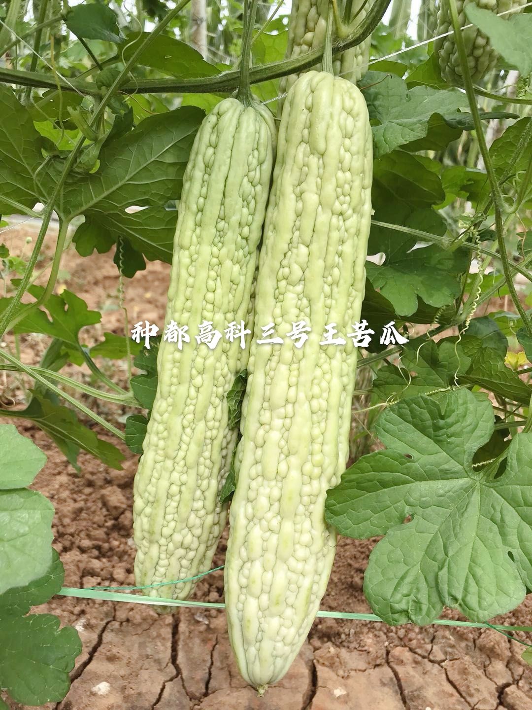 各类苦瓜嫁接苗/种都高科