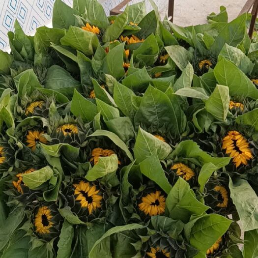  优质切花向日葵，杆茎粗壮，花头大