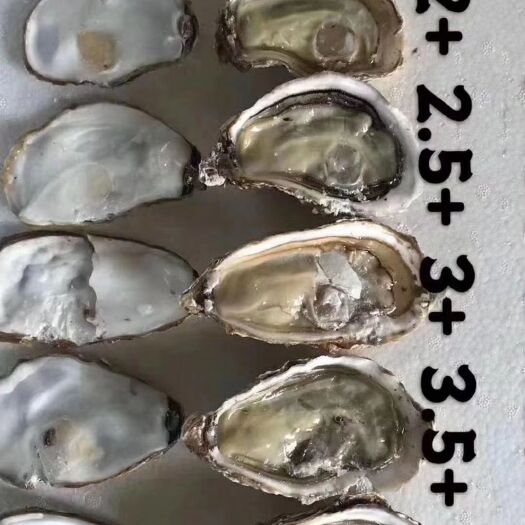 遂溪县生蚝  湛江肥蚝-地摊货-烧烤专用