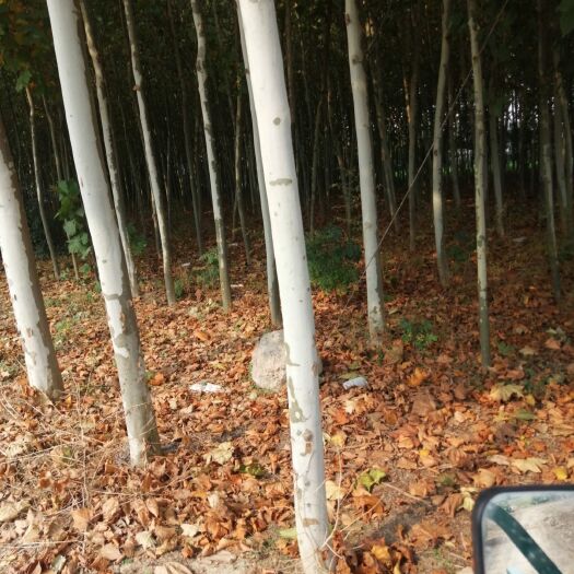 通许县 速生法桐