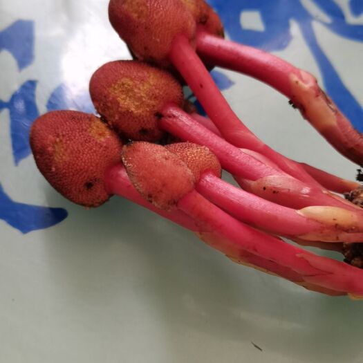 房县蛇菰  秦岭山区货，量大优惠。