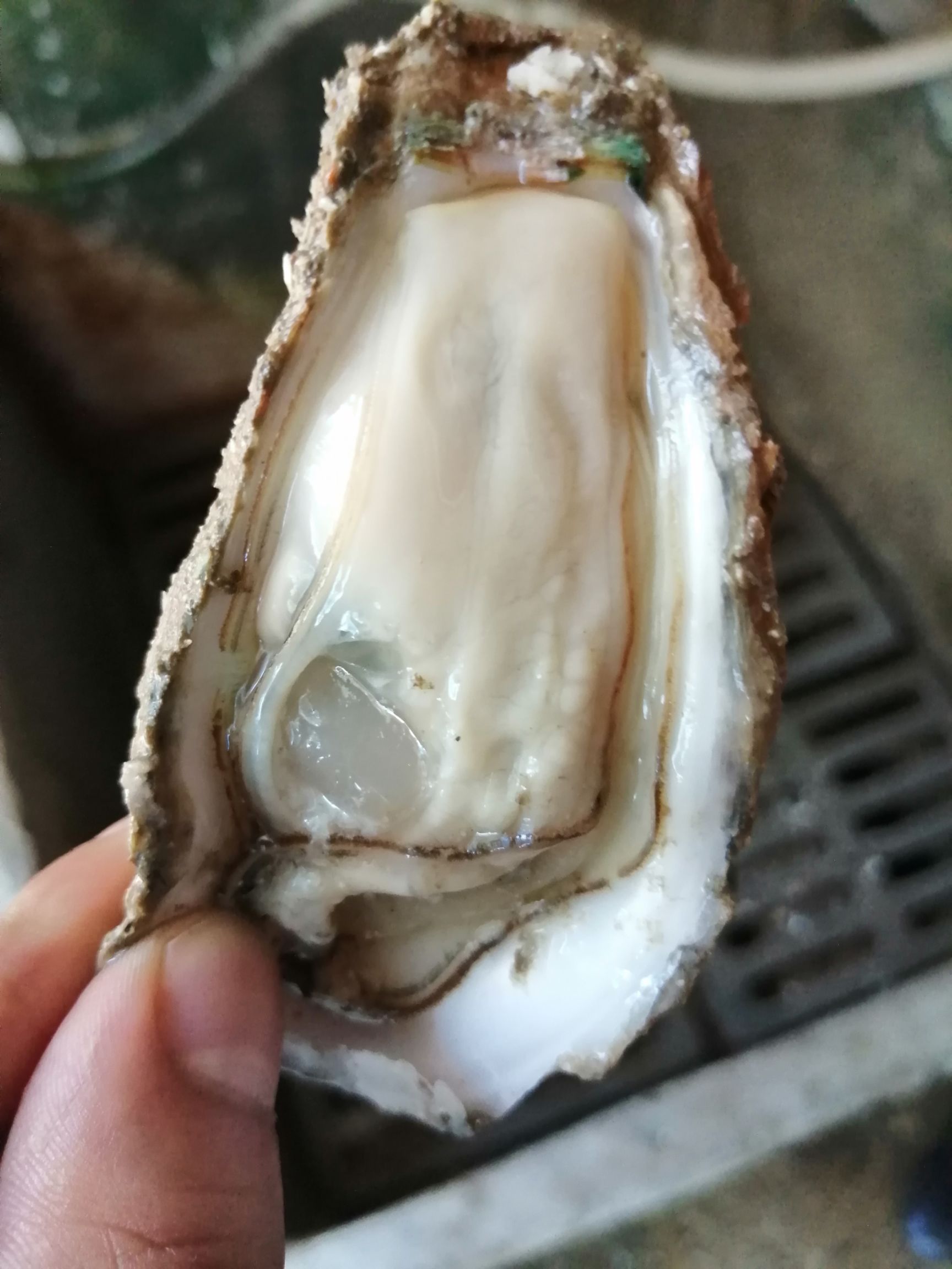 北海生蚝 广西北海华豪生蚝批发，各种规格齐全，全国发货