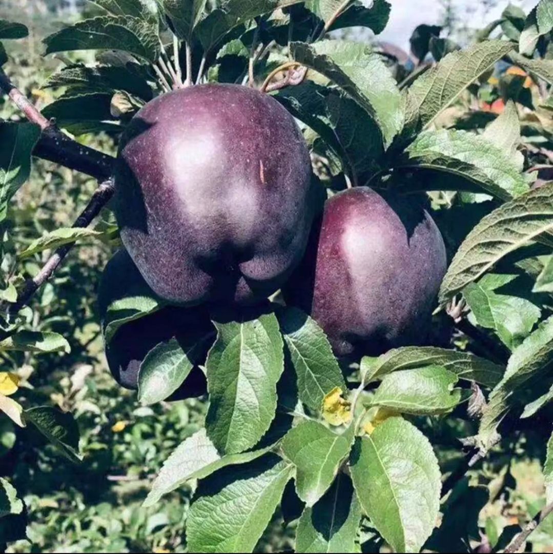 黑钻苹果树苗，苹果树苗，嫁接黑钻苹果树苗，香甜可口南北方栽种