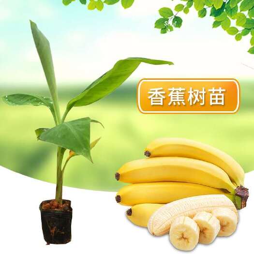 南宁小米焦苗  批发零售西贡蕉苗 粉蕉苗，香蕉苗，金粉一号，B6