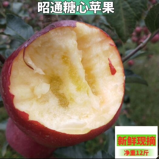昭通 云南正宗昭通丑苹果冰糖心11非凉山苹果新鲜脆甜现摘现发