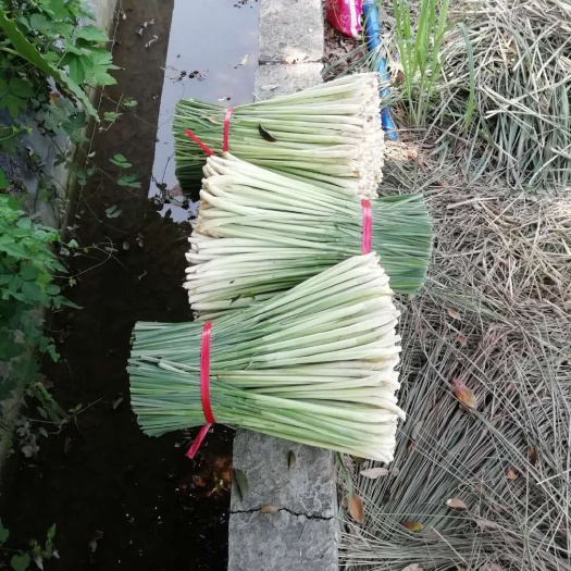 博罗县香茅草  特级香茅现砍现卖 香味十足
