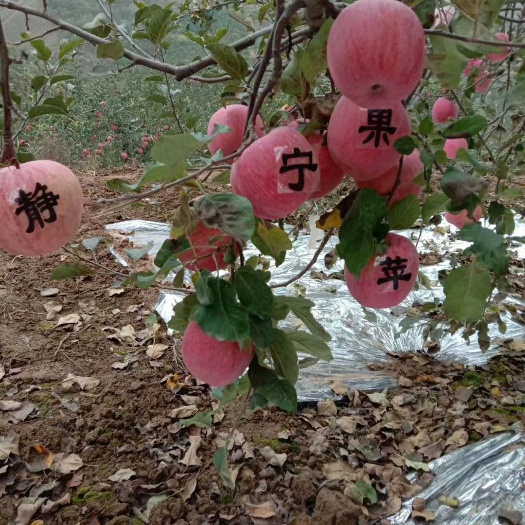 静宁县静宁苹果 静宁山地苹果