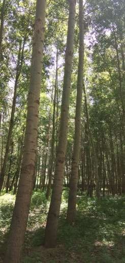 林西县 杨木